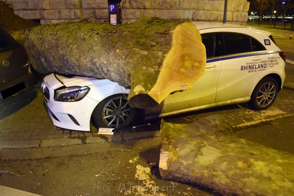 Baum auf PKWs Koeln Mitte Rheinuferstr Goldgasse P049.JPG - Miklos Laubert